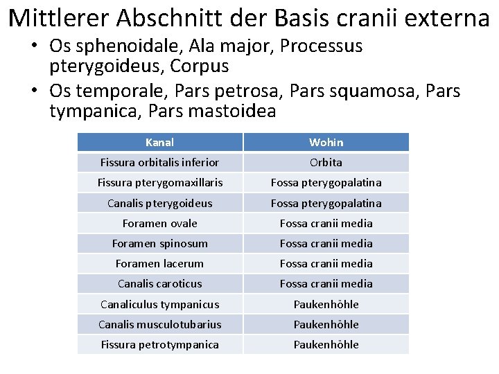 Mittlerer Abschnitt der Basis cranii externa • Os sphenoidale, Ala major, Processus pterygoideus, Corpus