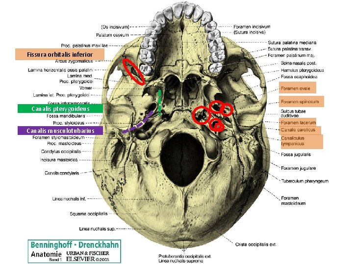 Fissura orbitalis inferior Canalis pterygoideus Canalis musculotubarius 