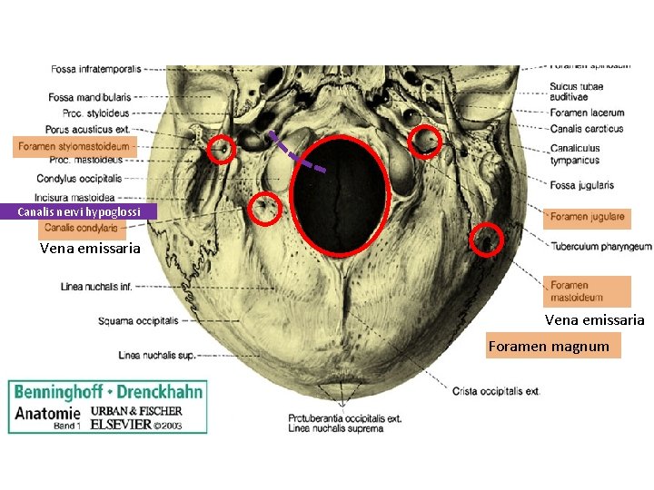 Canalis nervi hypoglossi Vena emissaria Foramen magnum 