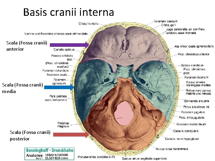 Basis cranii interna Scala (Fossa cranii) anterior Scala (Fossa cranii) media Scala (Fossa cranii)