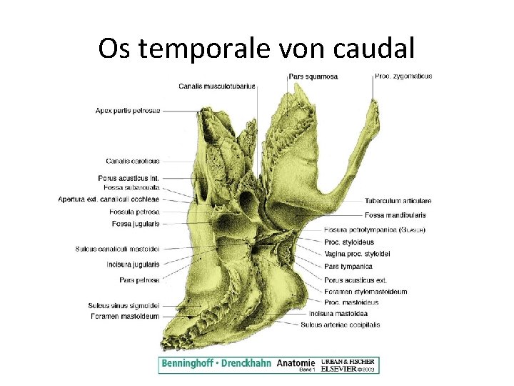 Os temporale von caudal 