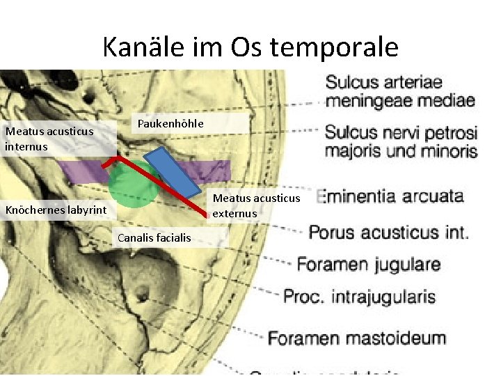 Kanäle im Os temporale Meatus acusticus internus Paukenhöhle Meatus acusticus externus Knöchernes labyrint Canalis