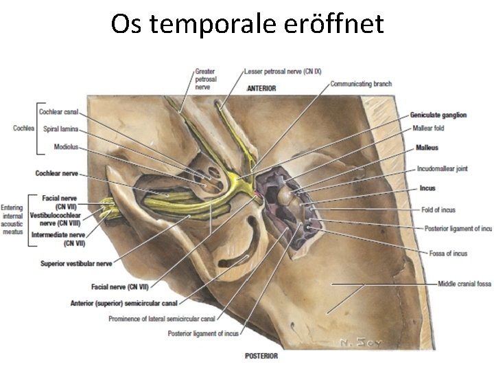 Os temporale eröffnet 