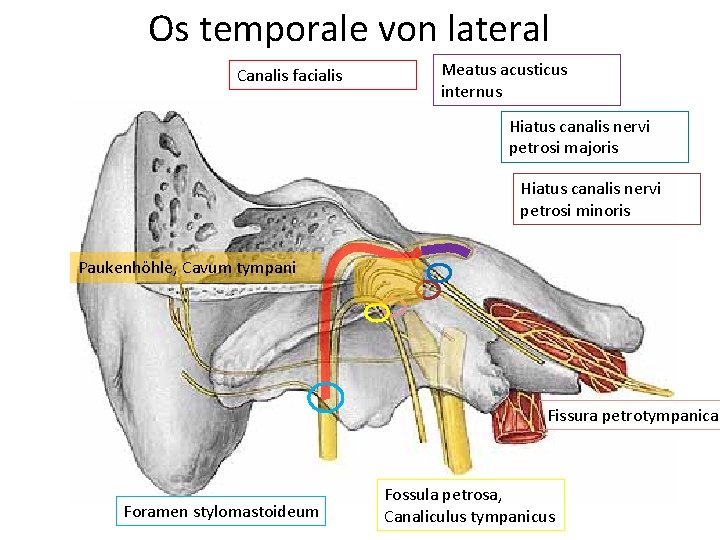 Os temporale von lateral Canalis facialis Meatus acusticus internus Hiatus canalis nervi petrosi majoris