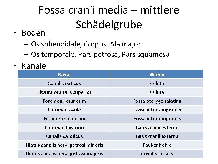 Fossa cranii media – mittlere Schädelgrube • Boden – Os sphenoidale, Corpus, Ala major