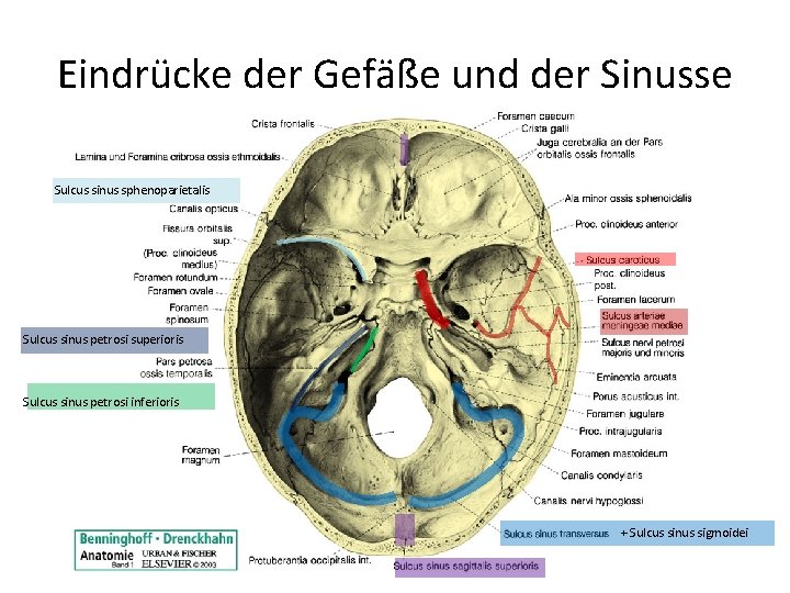 Eindrücke der Gefäße und der Sinusse Sulcus sinus sphenoparietalis Sulcus sinus petrosi superioris Sulcus