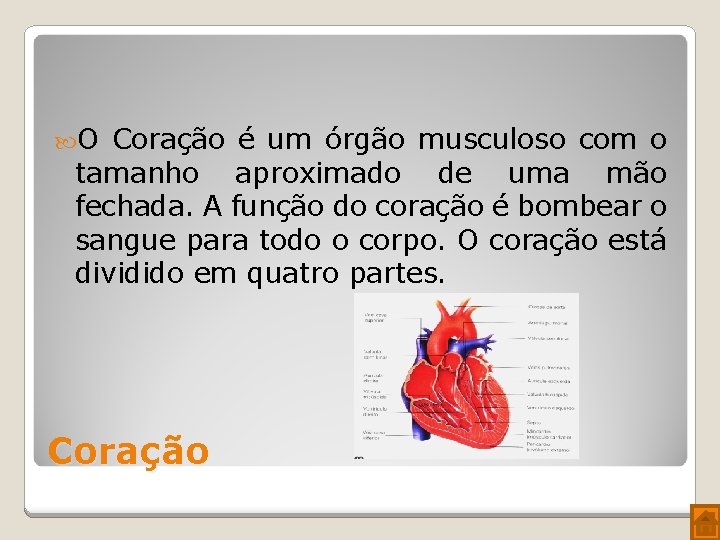  O Coração é um órgão musculoso com o tamanho aproximado de uma mão