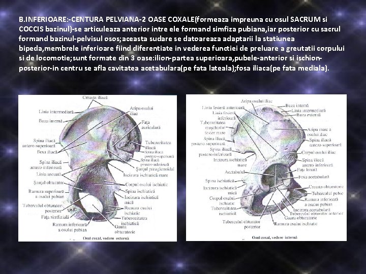 B. INFERIOARE: -CENTURA PELVIANA-2 OASE COXALE(formeaza impreuna cu osul SACRUM si COCCIS bazinul)-se articuleaza