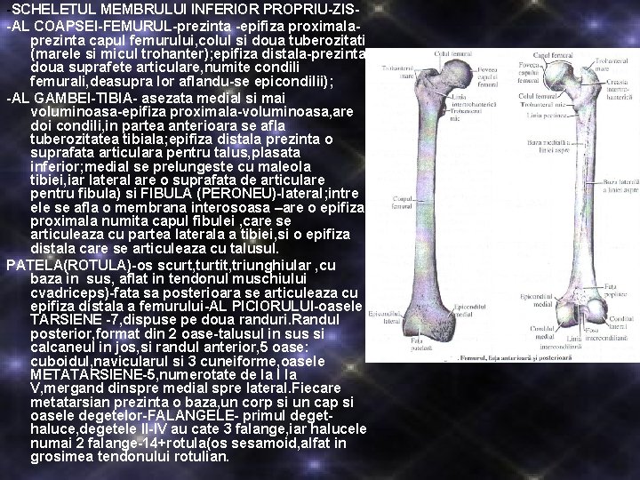 -SCHELETUL MEMBRULUI INFERIOR PROPRIU-ZIS-AL COAPSEI-FEMURUL-prezinta -epifiza proximalaprezinta capul femurului, colul si doua tuberozitati (marele