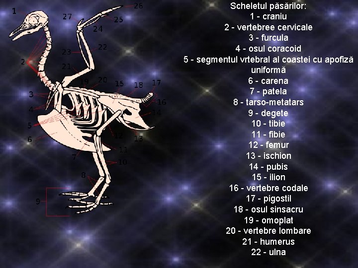 Scheletul păsărilor: 1 - craniu 2 - vertebree cervicale 3 - furcula 4 -
