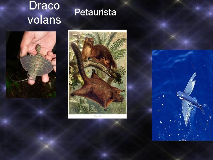Draco volans Petaurista 