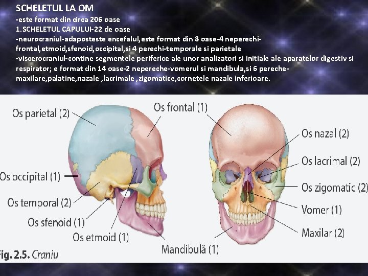 SCHELETUL LA OM -este format din circa 206 oase 1. SCHELETUL CAPULUI-22 de oase