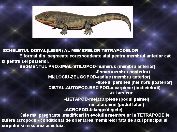 SCHELETUL DISTAL(LIBER) AL MEMBRELOR TETRAPODELOR E format din segmente corespondente atat pentru membrul anterior