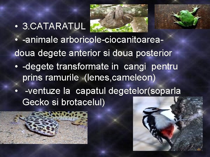  • 3. CATARATUL • -animale arboricole-ciocanitoareadoua degete anterior si doua posterior • -degete