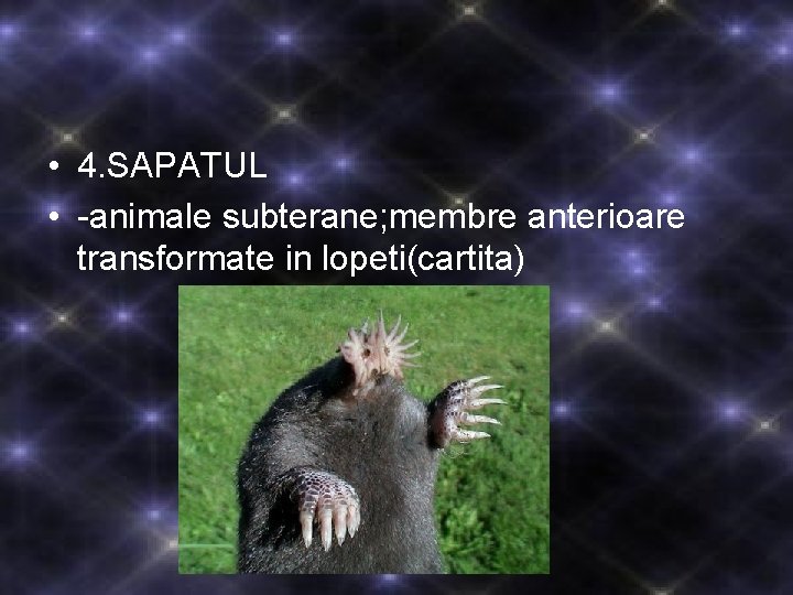  • 4. SAPATUL • -animale subterane; membre anterioare transformate in lopeti(cartita) 