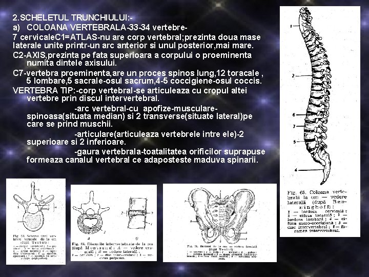 2. SCHELETUL TRUNCHIULUI: a) COLOANA VERTEBRALA-33 -34 vertebre 7 cervicale. C 1=ATLAS-nu are corp