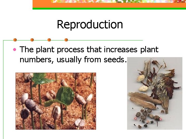 Reproduction • The plant process that increases plant numbers, usually from seeds. 