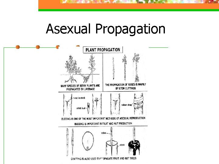 Asexual Propagation 