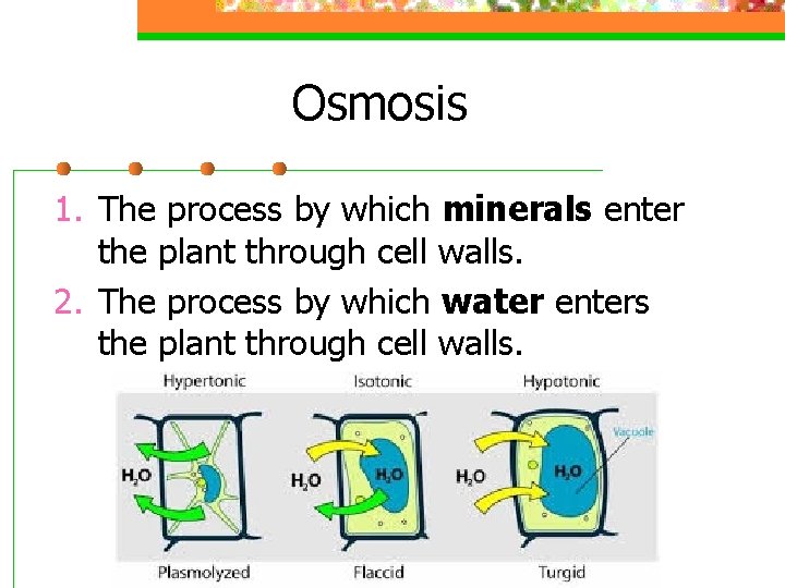 Osmosis 1. The process by which minerals enter the plant through cell walls. 2.