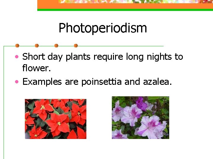 Photoperiodism • Short day plants require long nights to flower. • Examples are poinsettia