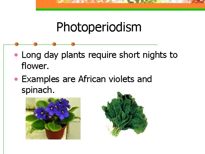 Photoperiodism • Long day plants require short nights to flower. • Examples are African