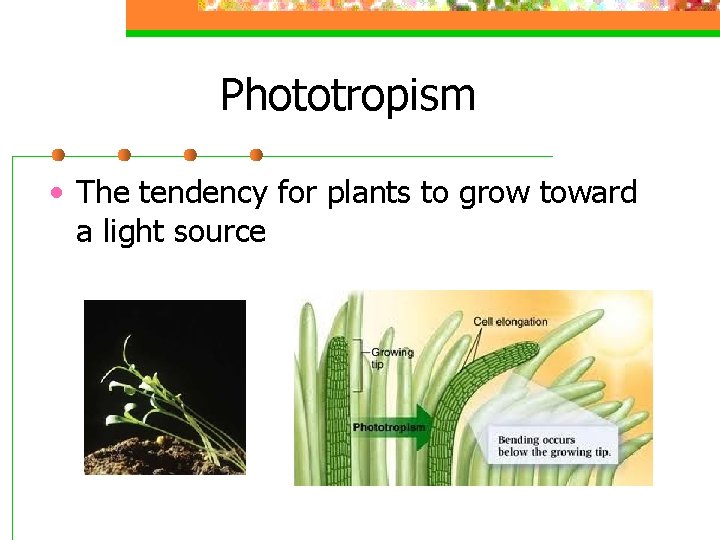 Phototropism • The tendency for plants to grow toward a light source 
