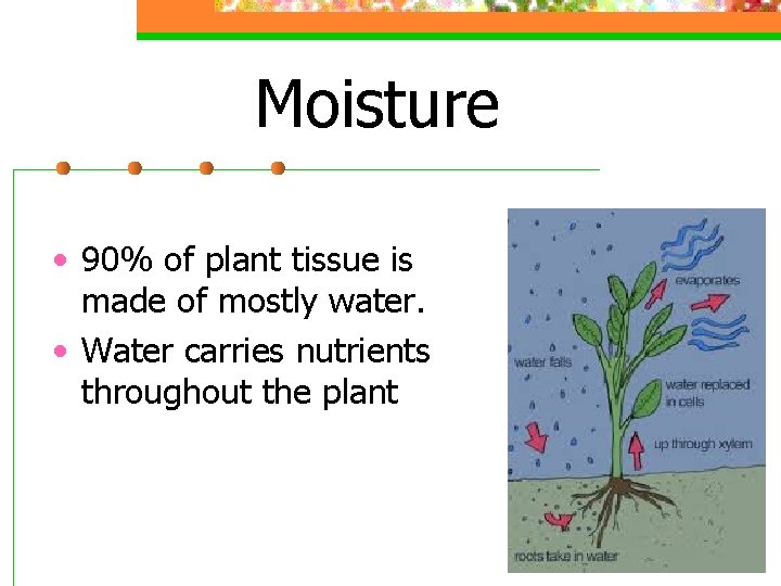 Moisture • 90% of plant tissue is made of mostly water. • Water carries