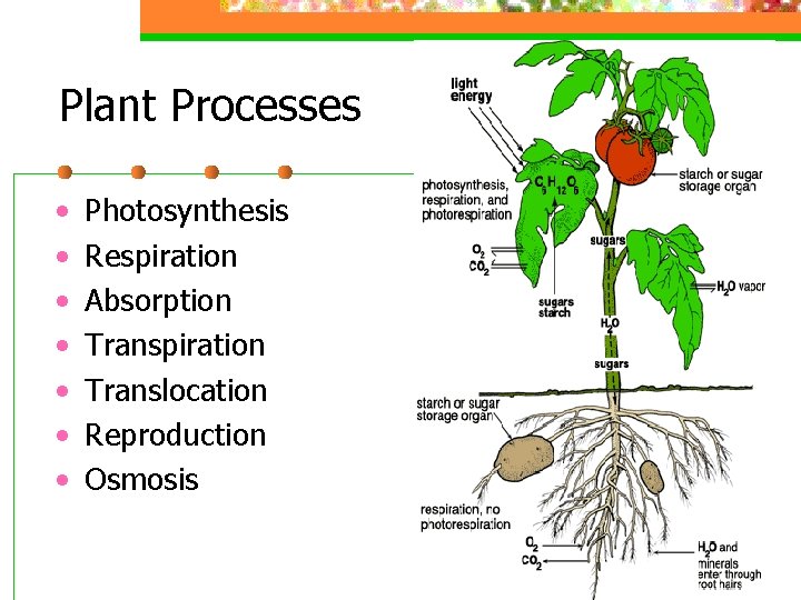 Plant Processes • • Photosynthesis Respiration Absorption Transpiration Translocation Reproduction Osmosis 