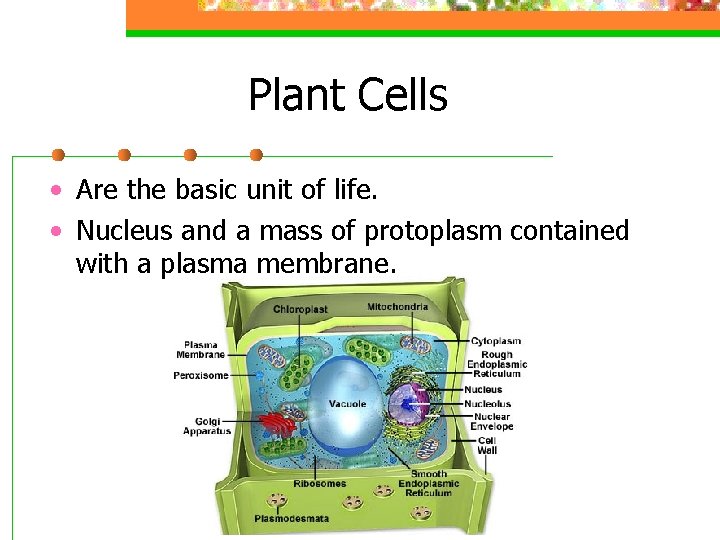 Plant Cells • Are the basic unit of life. • Nucleus and a mass