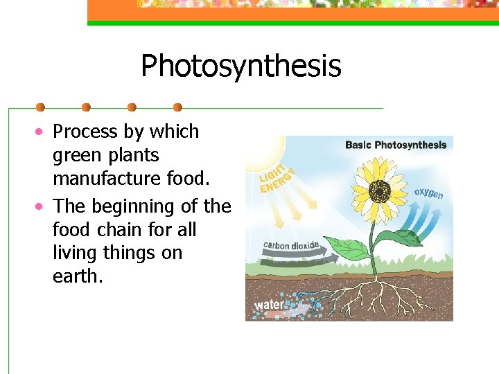 Photosynthesis • Process by which green plants manufacture food. • The beginning of the