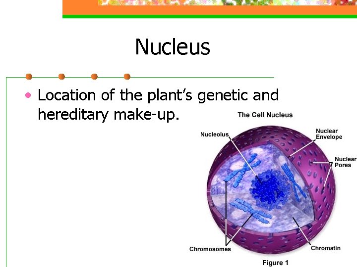 Nucleus • Location of the plant’s genetic and hereditary make-up. 