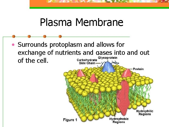 Plasma Membrane • Surrounds protoplasm and allows for exchange of nutrients and gases into