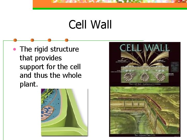 Cell Wall • The rigid structure that provides support for the cell and thus