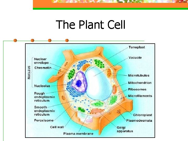 The Plant Cell 