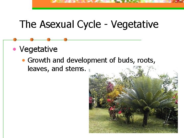 The Asexual Cycle - Vegetative • Growth and development of buds, roots, leaves, and