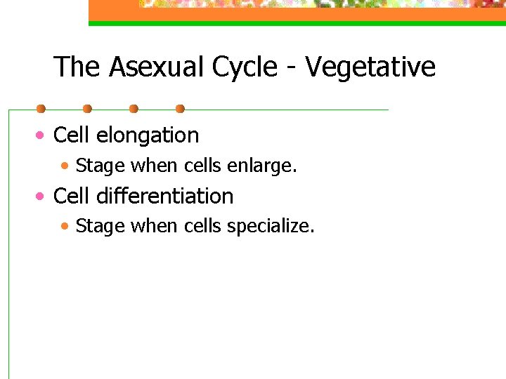 The Asexual Cycle - Vegetative • Cell elongation • Stage when cells enlarge. •