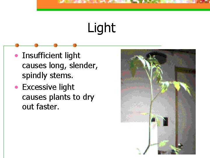 Light • Insufficient light causes long, slender, spindly stems. • Excessive light causes plants