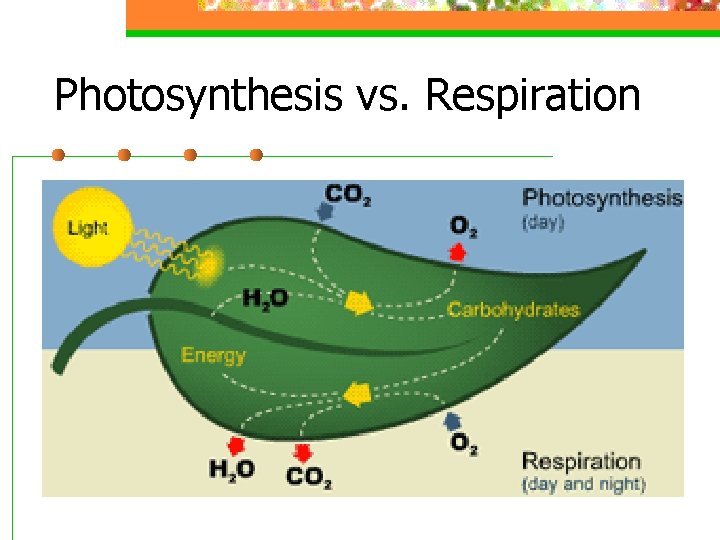 Photosynthesis vs. Respiration 