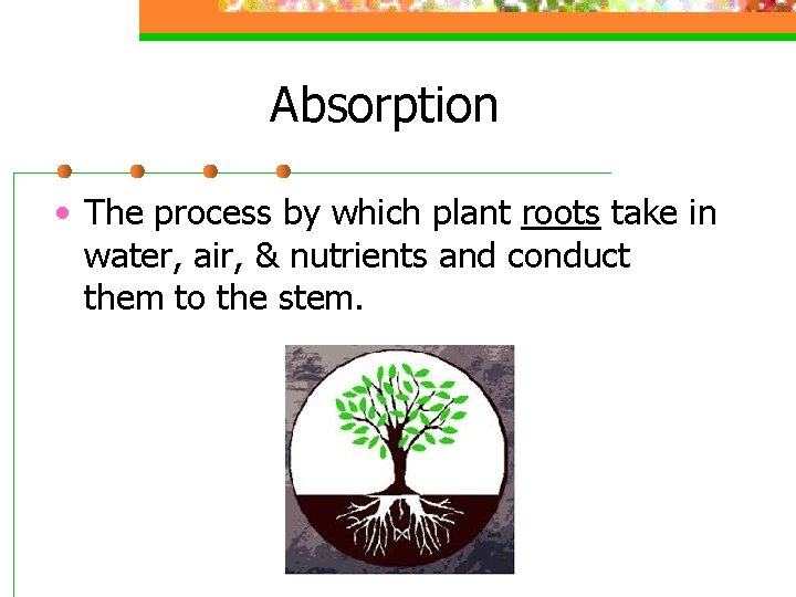 Absorption • The process by which plant roots take in water, air, & nutrients