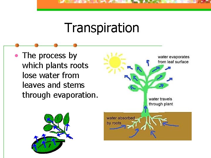 Transpiration • The process by which plants roots lose water from leaves and stems