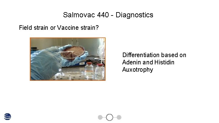 Salmovac 440 - Diagnostics Field strain or Vaccine strain? Differentiation based on Adenin and