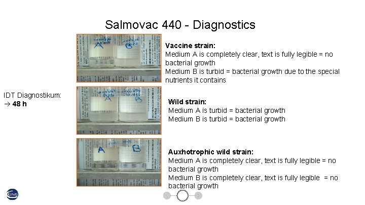 Salmovac 440 - Diagnostics Vaccine strain: Medium A is completely clear, text is fully