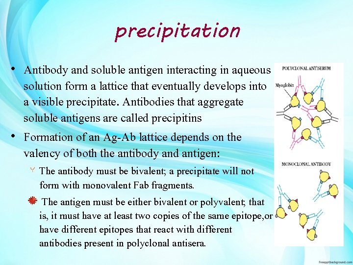 precipitation • Antibody and soluble antigen interacting in aqueous solution form a lattice that