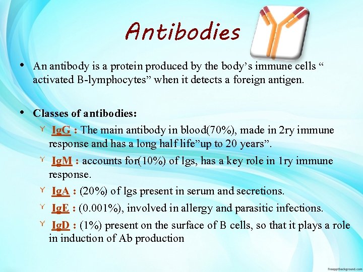 Antibodies • An antibody is a protein produced by the body’s immune cells “