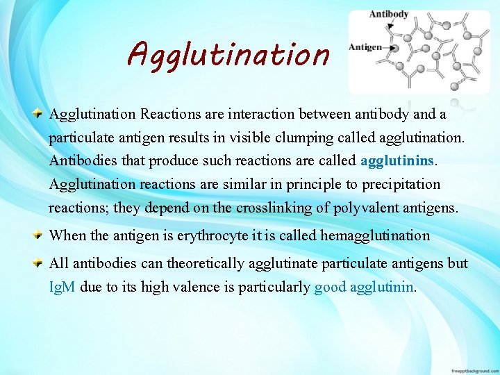 AntigenAntibody reactions Lets start The immune system The