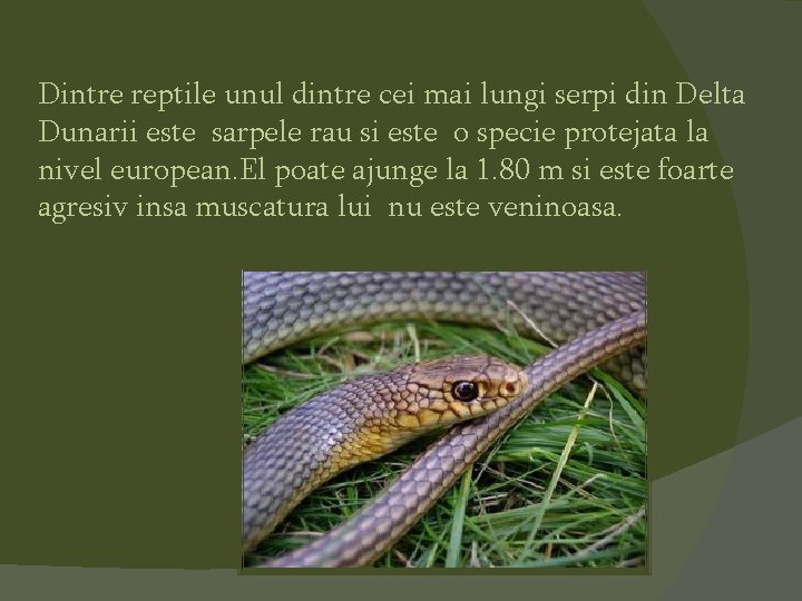 Dintre reptile unul dintre cei mai lungi serpi din Delta Dunarii este sarpele rau