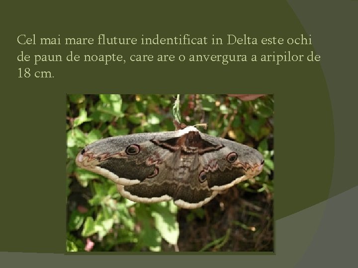Cel mai mare fluture indentificat in Delta este ochi de paun de noapte, care