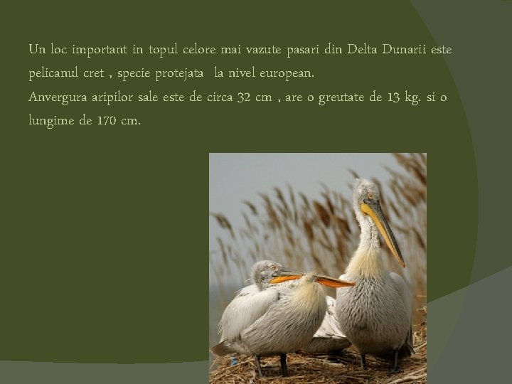 Un loc important in topul celore mai vazute pasari din Delta Dunarii este pelicanul