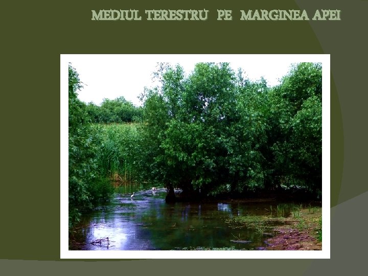 MEDIUL TERESTRU PE MARGINEA APEI 