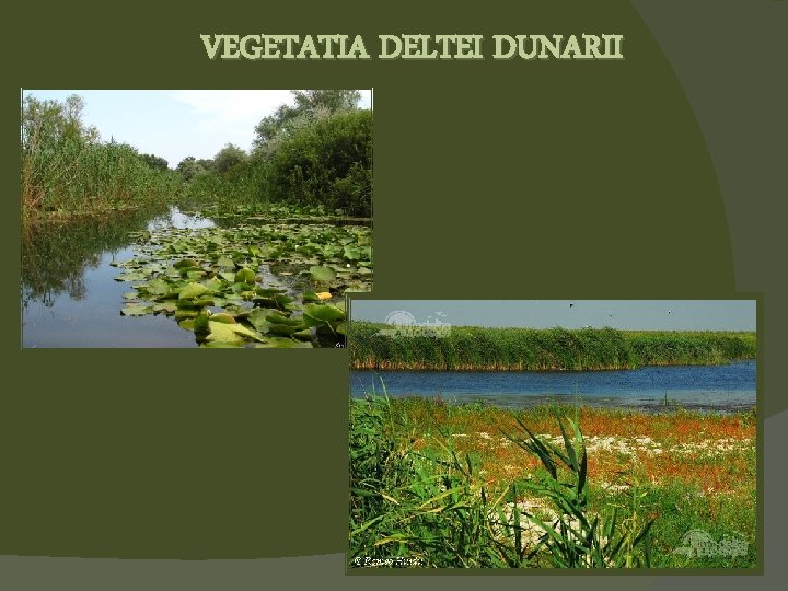 VEGETATIA DELTEI DUNARII 